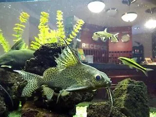 Ostruvek Hotel Praga